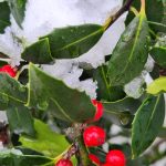 Hybrid Holly Centennial Girl Hybrid Holly Centennial Girl