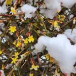 Winter Jasmine and Snow Winter Jasmine and Snow