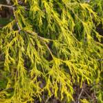 Chamaecyparis Pisifera Filifera Aurea Chamaecyparis Pisifera Filifera Aurea