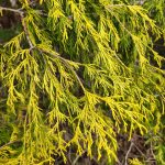 Chamaecyparis Pisifera Filifera Aurea Chamaecyparis Pisifera Filifera Aurea