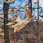 Persistent Beech Leaves Persistent Beech Leaves