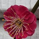 Prunus Mume Prunus Mume