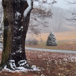 Meadow in Winter Meadow in Winter