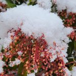Pieris in Snow Pieris in Snow