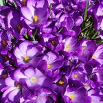 Crocuses Crocuses