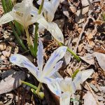Dwarf Iris Painted Lady Dwarf Iris Painted Lady