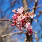 Dawn Viburnum (Viburnum x bodnantense cv. Dawn) Dawn Viburnum (Viburnum x bodnantense cv. Dawn)
