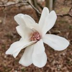 LoebnerMagnoliaFlower Loebner Magnolia Flower