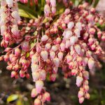 Pieris Japonicain Bloom Pieris Japonicain Bloom