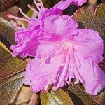 PJM Rhododendron PJM Rhododendron