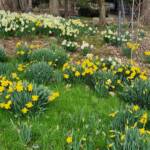 Drifts of Daffodils Drifts of Daffodils