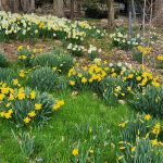 Drifts of Daffodils Drifts of Daffodils