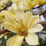 Butterflies Magnolia Flower Butterflies Magnolia Flower