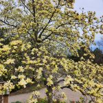 Magnolia Butterflies Tree Magnolia Butterflies Tree
