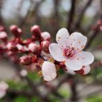 Prunusx Cistena Purpurea Prunusx Cistena Purpurea