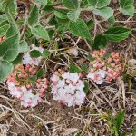 Viburnum Carlesii Flowers Viburnum Carlesii Flowers