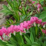 Bleeding Heart Flowers Bleeding Heart Flowers