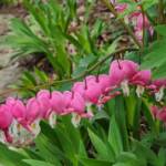 Bleeding Heart Flowers Bleeding Heart Flowers