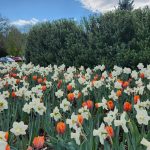 Daffodils & Tulips Daffodils & Tulips