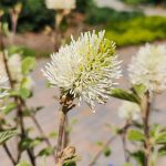 Fothergilla Flower Fothergilla Flower