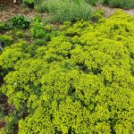 Euphorbia cyparissias Euphorbia cyparissias