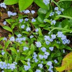 Myosotis Myosotis