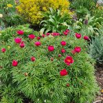 Paeonia Cardinal's Robe Paeonia Cardinal's Robe