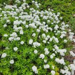 Sempervirens Sempervirens