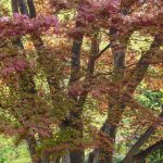 Saturday Saunter - by Steve Kanan Saturday Saunter - by Steve Kanan