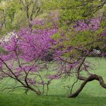 Saturday Saunter - by Steve Kanan Saturday Saunter - by Steve Kanan