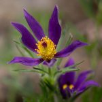 Saturday Saunter - by Steve Kanan Saturday Saunter - by Steve Kanan