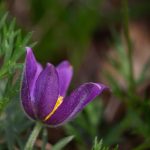 Saturday Saunter - by Steve Kanan Saturday Saunter - by Steve Kanan