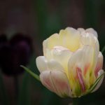 Saturday Saunter - by Steve Kanan Saturday Saunter - by Steve Kanan