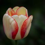 Saturday Saunter - by Steve Kanan Saturday Saunter - by Steve Kanan