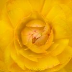 Spring Flower Photos from Katharine Boyle