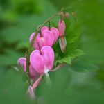 Bleeding Hearts Photos from Katharine Boyle