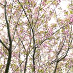 Cherry 1 Photos from Katharine Boyle