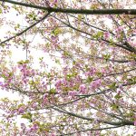 Cherry 2 Photos from Katharine Boyle