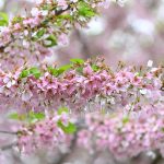 Cherry 3 Photos from Katharine Boyle