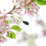 Cherry 4 Photos from Katharine Boyle