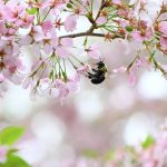 Cherry 5 Photos from Katharine Boyle