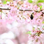 Cherry 6 Photos from Katharine Boyle