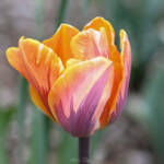 Earth Day by Katharine Boyle Earth Day by Katharine Boyle