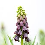 Earth Day by Katharine Boyle Earth Day by Katharine Boyle