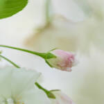 Earth Day by Katharine Boyle Earth Day by Katharine Boyle