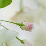 Earth Day by Katharine Boyle Earth Day by Katharine Boyle