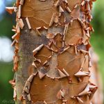 Earth Day by Katharine Boyle Earth Day by Katharine Boyle