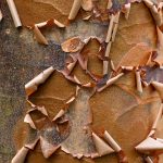 Earth Day by Katharine Boyle Earth Day by Katharine Boyle