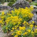 Alpine Garden Alpine Garden