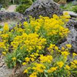 Alpine Garden Alpine Garden